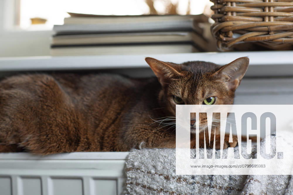 Eine Abessinierkatze mit rötlichem Fell sitzt auf einem warmen Heizkörper am Fenster. Draußen ist Winter, drinnen genießt die Katze die wohlige Wärme. Symbol für steigende Heizkosten, Energiesparen und Tierwohl in der kalten Jahreszeit.