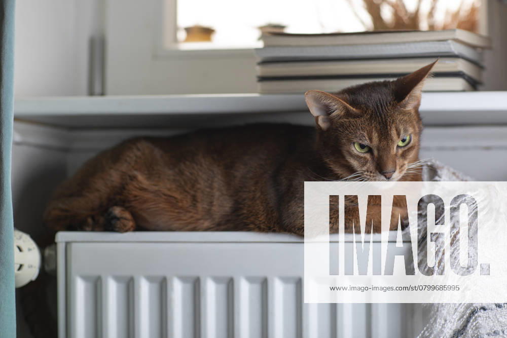 Eine Abessinierkatze mit rötlichem Fell sitzt auf einem warmen Heizkörper am Fenster. Draußen ist Winter, drinnen genießt die Katze die wohlige Wärme. Symbol für steigende Heizkosten, Energiesparen und Tierwohl in der kalten Jahreszeit.