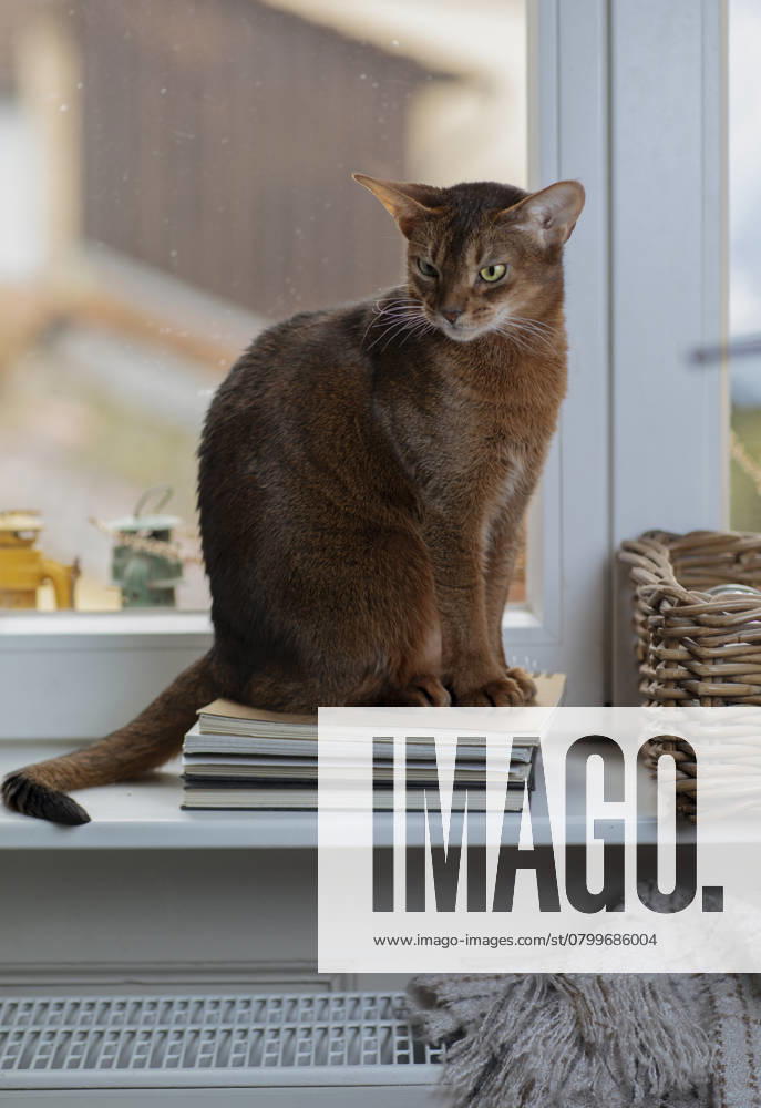Eine Abessinierkatze mit rötlichem Fell sitzt auf einem warmen Heizkörper am Fenster. Draußen ist Winter, drinnen genießt die Katze die wohlige Wärme. Symbol für steigende Heizkosten, Energiesparen und Tierwohl in der kalten Jahreszeit.