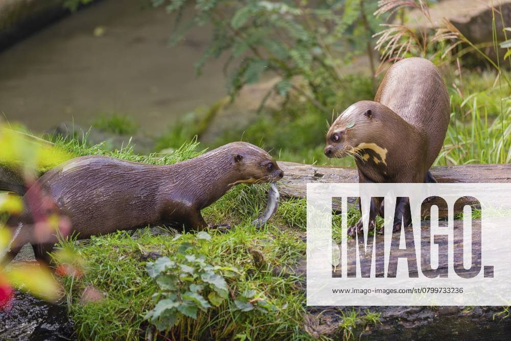Zwei Riesenotter oder Riesenflussotter (Pteronura brasiliensis) treffen sich auf einem moosbewachsenen, morschen Baum am Flussufer. Der junge Otter bietet dem älteren einen Fisch an Two giant otter or giant river otter (Pteronura brasiliensis) meet and greet on a mossy rotten tree lying on a river bank. The young one is offering a fish to the older one