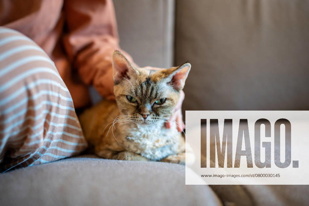 Haustierbesitzer Hand streichelt Devon Rex sanft, während Katze schnurrt, entspannt und schließt die Augen der Freude Tall-eared, short-haired, slender, almost sleepy cat Devon Rex closing eyes, purring of satisfaction, pleasure while human hand stroking softly. Friendship, tenderness, love to domestic animals ,model released, Symbolfoto
