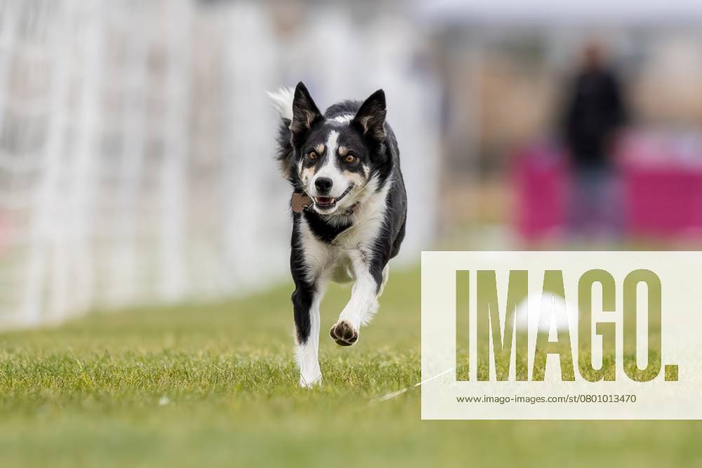 Border Collie Mix Running Lure Course Sprint Dog Sport Chino Valley, Arizona, United States R_DMQG250208K-1638963-01