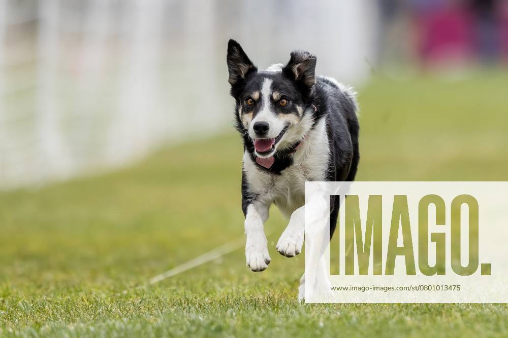 Border Collie Mix Running Lure Course Sprint Dog Sport Chino Valley, Arizona, United States R_DMQG250208K-1638969-01