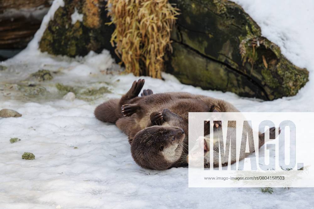 An einem sonnigen Tag spielen zwei Fischotter (Lutra lutra) im Schnee vor einer Wurzel eines abgestorbenen Baumes On a sunny day two otters (Lutra lutra) play in the snow in front of a root of a dead tree