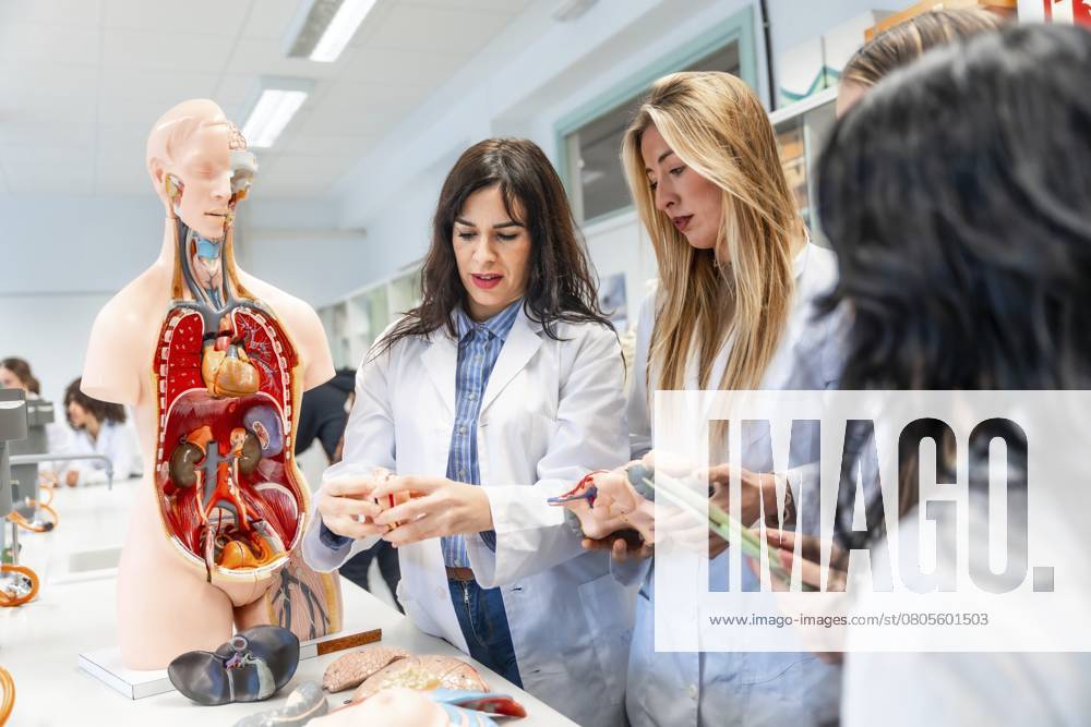 Medizinstudenten bei der Untersuchung von anatomischen Modellen und Organrepliken während des Anatomieunterrichts in einem Universitätslabor Medical students examining anatomical model and organ replicas during anatomy class in university laboratory