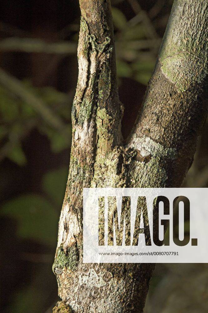 Hautfranzen entlang des Kiefers und an den Seiten des Körpers machen einen Blattschwanz-Gecko (Uroplatus sikorae) nahezu unsichtbar an einem Baumstamm, Körper kopfabwärts auf dem dünneren Stamm, Auge am unteren Bildrand, Andasibe Nationalpark, Madagaskar