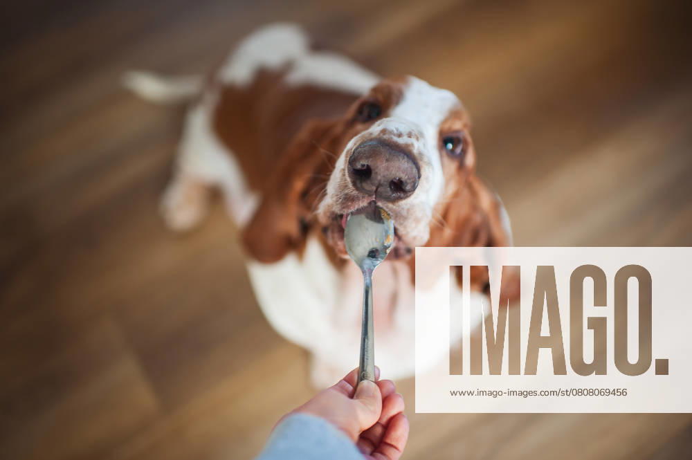 Cute basset hound dog licking treats off of a spoon at home in kitchen Des Moines, Iowa, United States R_LIPF250317-1680228-01