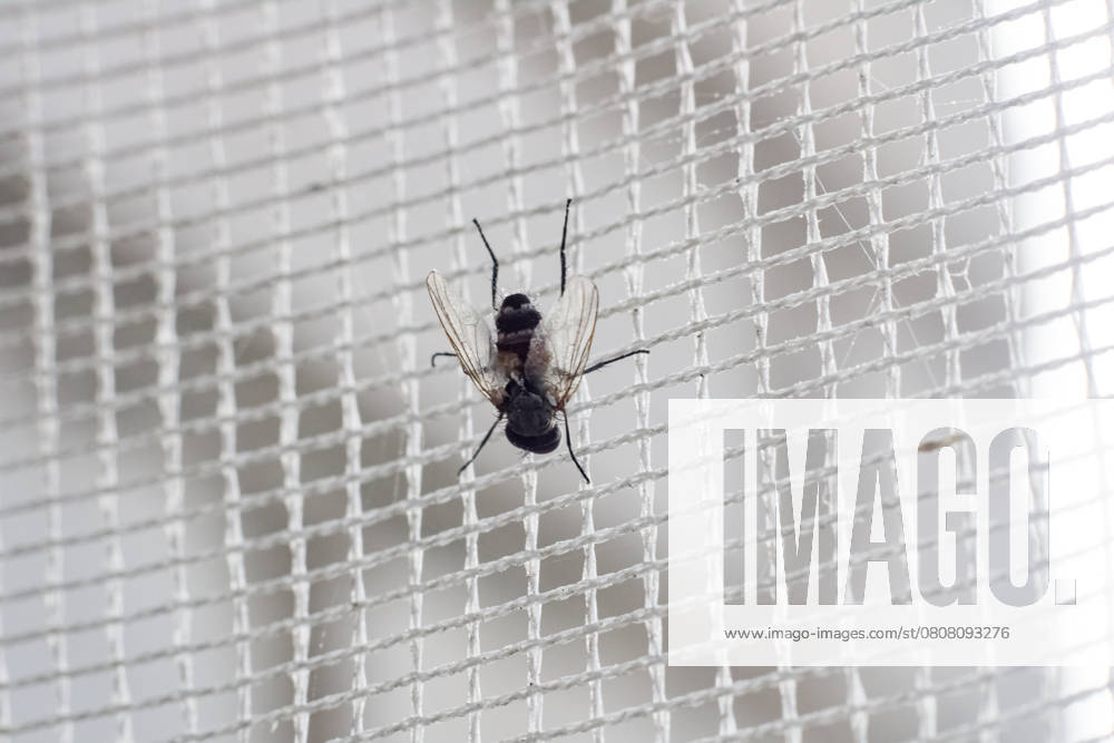 Black fly sits on a grid close up, macro photo , 57216136.jpg, grid, fly, black, material, mesh, surface, backdrop, protect, awesome, canvas, event, mosquito, net, room, textured, abstract, antennae, cloth, fabric, home, insect, line, sits, square, wildlife, window, animal, dark, gray, house, nature, macro, nobody, outdoors RECORD DATE NOT STATED