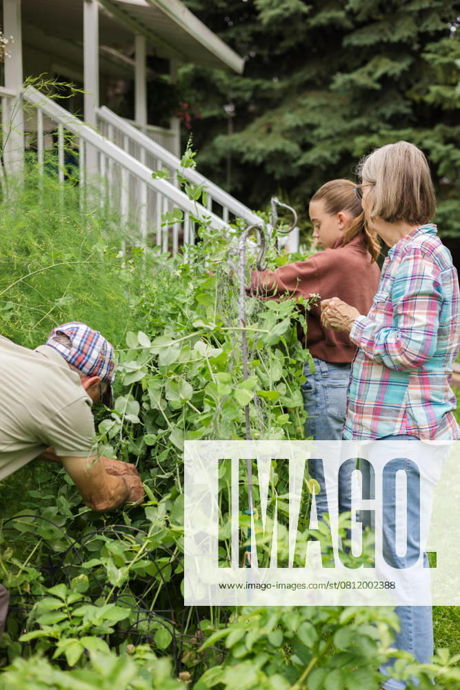IMAGO Creative, Sommer, Sommertage im Garten Grandparents pick peas from backyard garden with granddaughter Canada, British Columbia, Sparwood R_PKZL25041598-1704681-01 ,model released, Symbolfoto