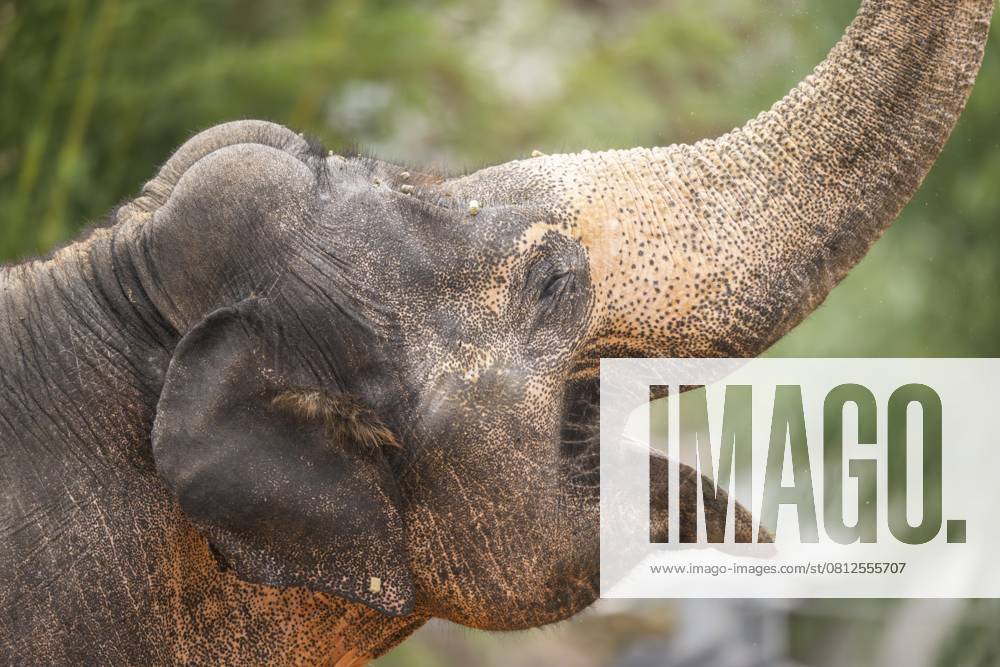 Afrikanischer Buschelefant (Loxodonta africana), Porträt, captive, Verbreitung Afrika African bush elephant (Loxodonta africana), portrait, captive, distribution Africa