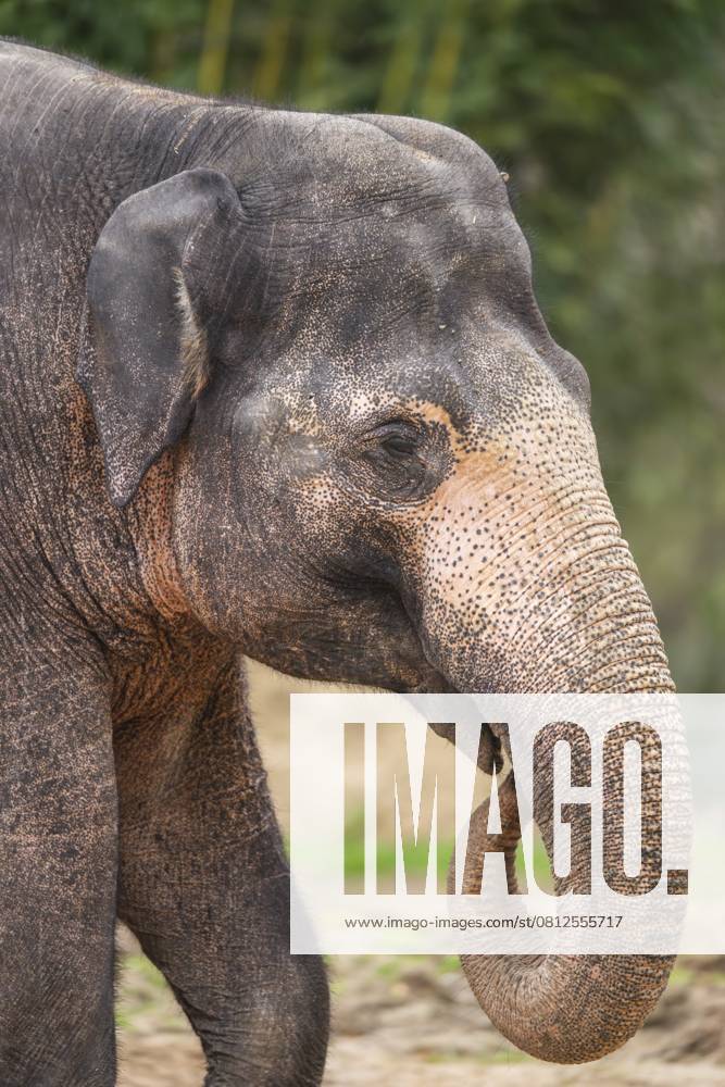 Afrikanischer Buschelefant (Loxodonta africana), Porträt, captive, Verbreitung Afrika African bush elephant (Loxodonta africana), portrait, captive, distribution Africa