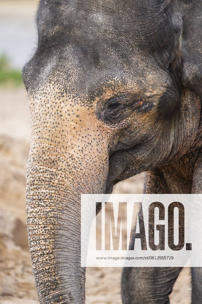 Afrikanischer Buschelefant (Loxodonta africana), Porträt, captive, Verbreitung Afrika African bush elephant (Loxodonta africana), portrait, captive, distribution Africa