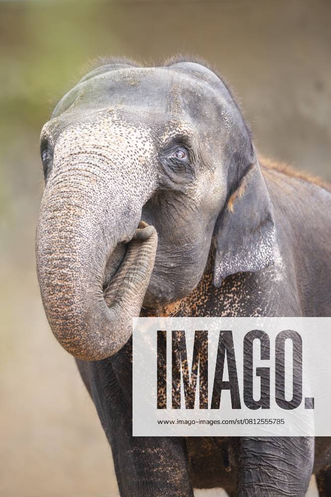 Afrikanischer Buschelefant (Loxodonta africana), Porträt, captive, Verbreitung Afrika African bush elephant (Loxodonta africana), portrait, captive, distribution Africa