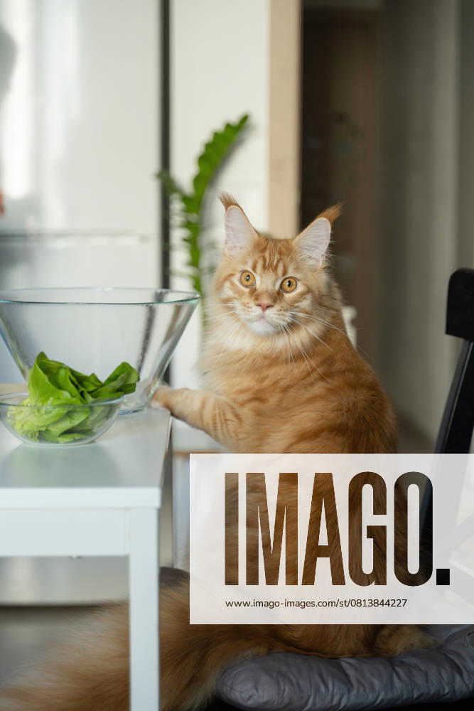 MR_ID27929_20617_TatyanaRangulova.jpg, PR_ID27929_10891_Cat.jpg, PR_ID27929_10892_Room.jpg A fluffy ginger Maine Coon cat sits on a chair beside a table and a glass bowl filled with fresh green lettuce. The scene is set in a bright, cozy home kitchen, Property released Model Released LiliyaSolopova_ID27929_802058_004