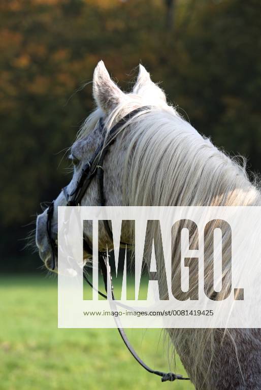Zernikow, Brandenburg, GER - Arabisches Vollblut schaut bei einem Ausritt aufmerksam. (Pferd, Reiten, Reitsport, Pferdesport, Araber, Arabisches Vollblut, Vollblutaraber, Schimmel, Aufmerksamkeit, aufmerksam, Rueckansicht, Rückansicht) 171015D198ZERNIKOW