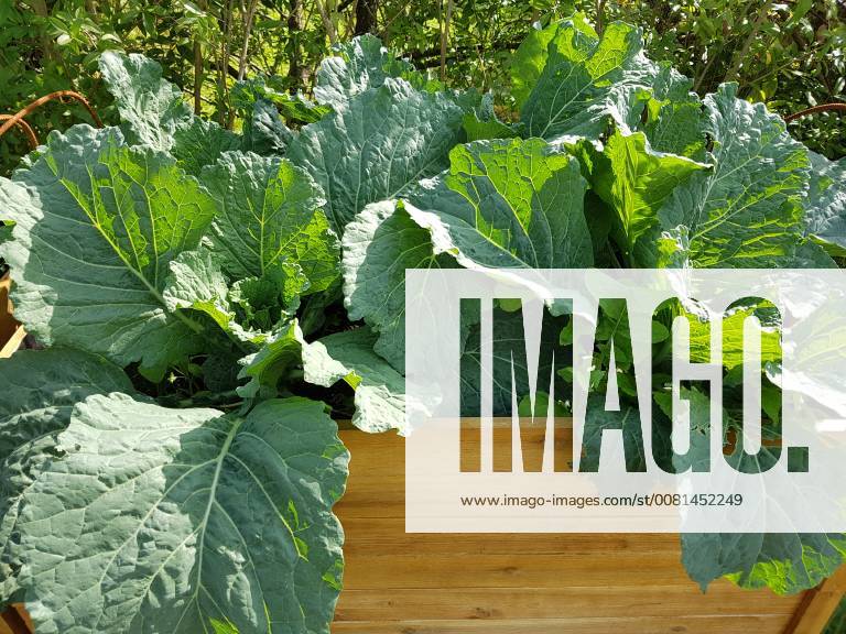 Hochbeet, Wirsing, Brassica oleracea var sabauda, Kohl, Raised bed, savoy cabbage, Brassica oleracea var sabauda,