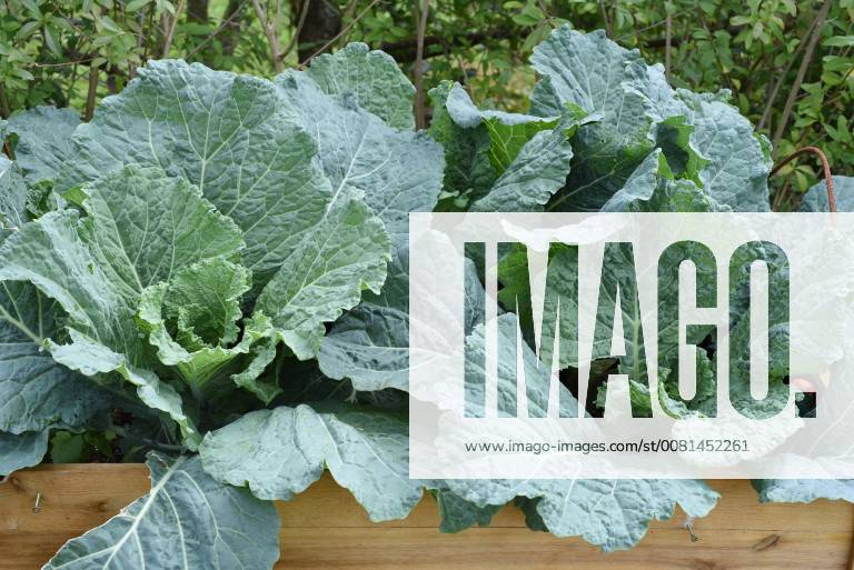 Hochbeet, Wirsing, Brassica oleracea var sabauda, Kohl, Raised bed, savoy cabbage, Brassica oleracea var sabauda,