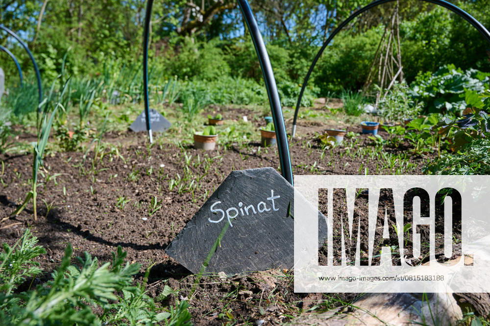 Garten Gemueseanbau Spinat Gemuesebeet mit jungen Spinatpflanzen. 26.4.2025
