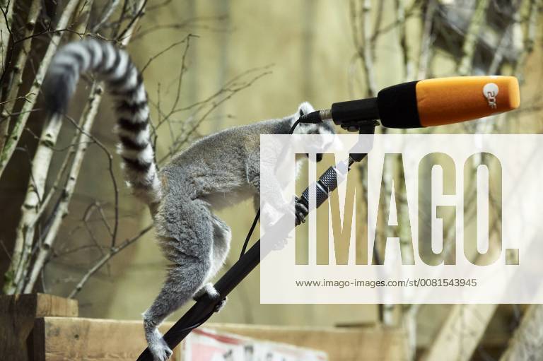 DEUTSCHLAND, HAMBURG, 12.01.2018 Tier-Inventur im Tropen-Aquarium Hagenbeck-Tierpark in Hamburg-Stellingen. Katta-Lernure auf einer Tonangel eines TV-Teams während eines Pressetermins zur Tier-Inventur im Tierpark Hagenbeck. Die Lernuren-Art der Kattas (Lernur catta) wird im Hamburger Tierpark gezüchtet.