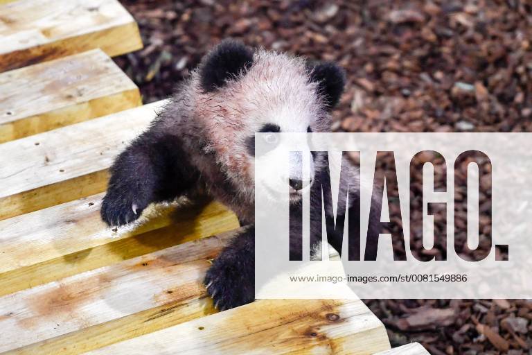 Panda-Nachwuchs im Zooparc de Beauval in Saint-Aignan (180113) -- SAINT-AIGNAN, Jan. 13, 2018 -- Photo taken on Jan. 13, 2018 shows the panda baby Yuan Meng in Zooparc de Beauval, Saint-Aigan, France. The first panda cub born in France Yuan Meng debuts with the public on Saturday morning. ) (lrz) FRANCE-SAINT-AIGNAN-ZOOPARC DE BEAUVAL-PANDA BABY-YUAN MENG ChenxYichen