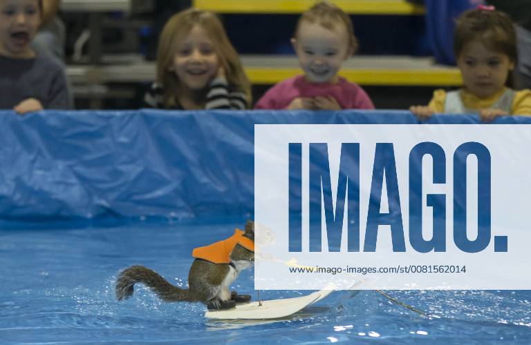 (180114) -- TORONTO, Jan. 14, 2018 -- Twiggy, the 10 years old Water-Skiing Squirrel, performs during the 2018 Toronto International Boat Show at Exhibition Place in Toronto, Canada, Jan. 14, 2018. ) CANADA-TORONTO-SKIING SQUIRREL ZouxZheng
