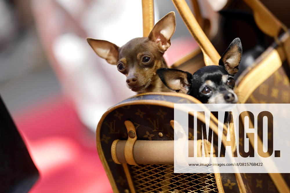 Zwei Chihuahua Hunde in einer Tasche von Louis Vuitton beim BILD Renntag 2025 auf der Trabrennbahn Gelsenkirchen. Gelsenkirchen, 01.05.2025 NRW Deutschland