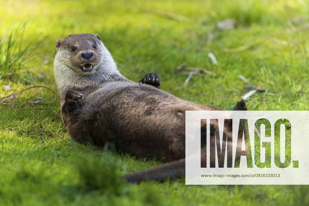 Ein Otter liegt auf dem Rücken, spielerisch auf einer grünen Wiese, Europäischer Fischotter (Lutra lutra), Deutschland, Europa An otter lying on its back, playfully on a green meadow, European otter (Lutra lutra), Germany, Europe
