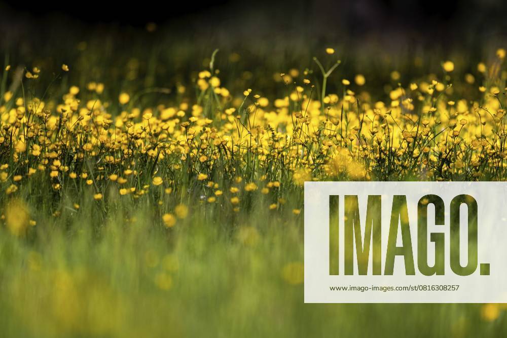Blumenwiese, scharfer Hahnenfuß, Hahnenfuß (Ranunculus acris), Rosensteinpark, Stuttgart, Baden-Württemberg, Deutschland, Europa Flower meadow, Ranunculus acris, Rosensteinpark, Stuttgart, Baden-Württemberg, Germany, Europe