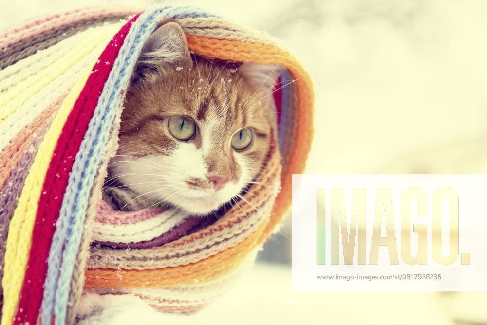 Rot weiße Miezekatze mit kariertem Schal und Schneeflocken Red and white kitty cat in checkered scarf covered with snowflakes
