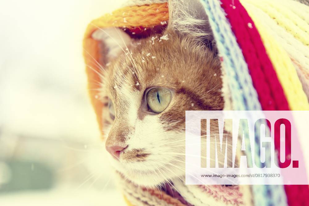 Rot weiße Miezekatze mit kariertem Schal und Schneeflocken Red and white kitty cat in checkered scarf covered with snowflakes