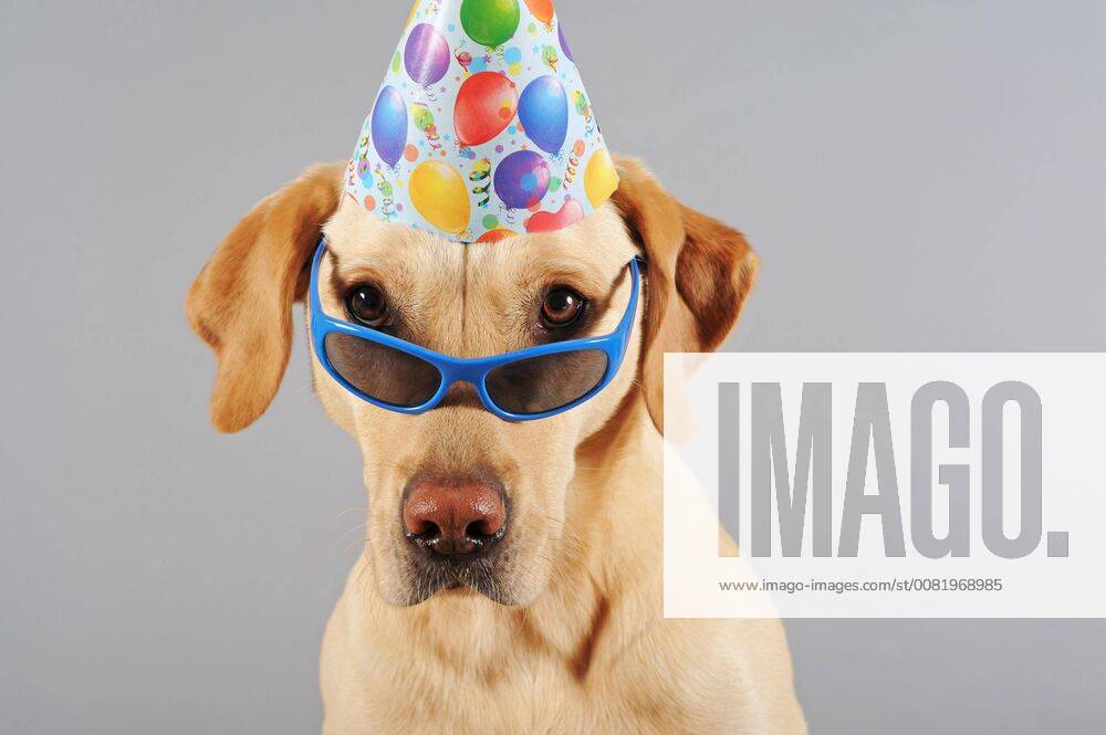 Labrador Retriever, gelb, Rüde, trägt Brille und Hut