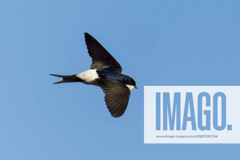 Vogel in Flugposition gegen blauen Himmel, Mehlschwalbe (Delichon urbicum, Syn.: Delichon urbica), wildlife, Deutschland, Europa Bird in flight position against blue sky, house martin (Delichon urbicum, Syn.: Delichon urbica), wildlife, Germany, Europe