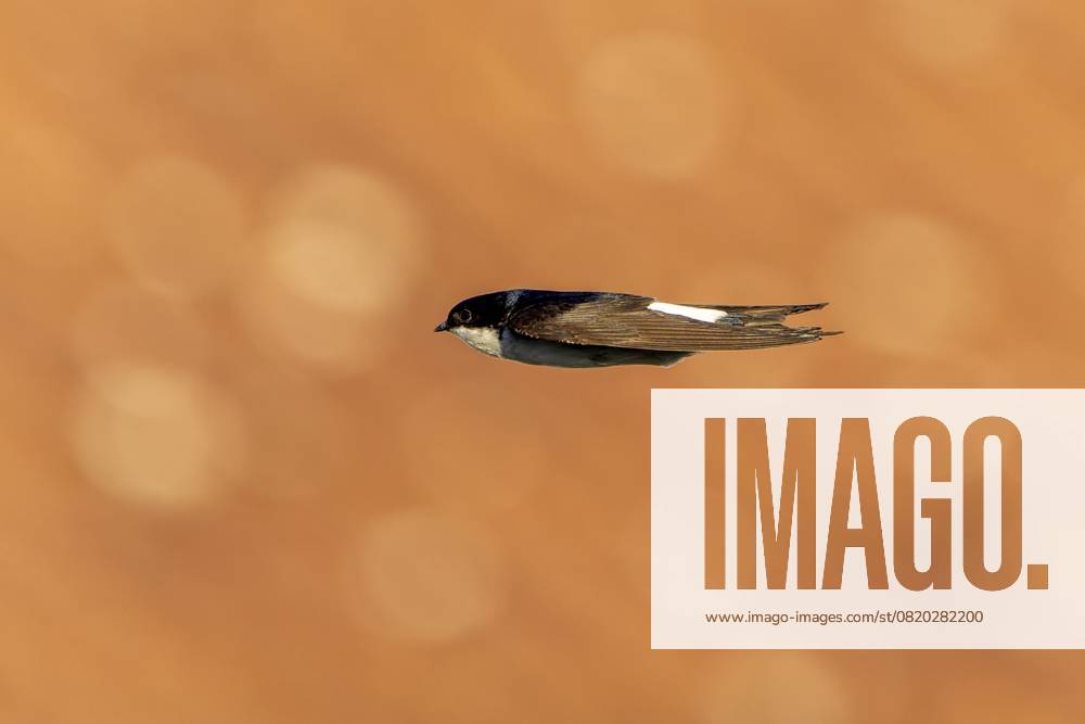 Schwalbe fliegt schnell horizontal vor unscharfem Hintergrund, Mehlschwalbe (Delichon urbicum, Syn.: Delichon urbica), wildlife, Deutschland, Europa Swallow flying fast horizontally in front of blurred background, House Martin (Delichon urbicum, Syn.: Delichon urbica), wildlife, Germany, Europe
