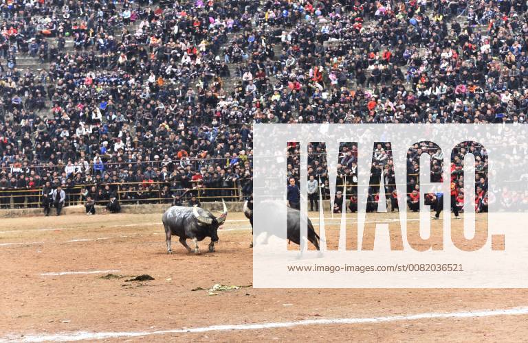 China: Stierkampf in Guizhou Provinz February 26, 2018 - Guizhou, Guizhou, China - Guizhou,CHINA-26th February 2018: A bullfight is held in Congjiang, southwest China s Guizhou Province. It s a local tradition to hold bullfighting on the tenth day of the lunar January in southwest China. Guizhou China - ZUMAs145 20180226_zaa_s145_020