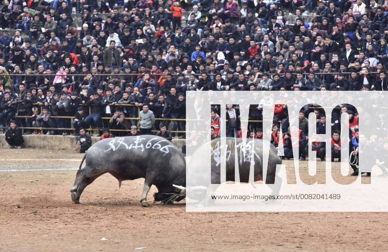 China: Stierkampf in Guizhou Provinz February 26, 2018 - Guizhou, China - A bullfight is held in Congjiang, southwest China s Guizhou Province. It s a local tradition to hold bullfighting on the tenth day of the lunar January in southwest China. Guizhou China - ZUMAs145 20180226_zaa_s145_031