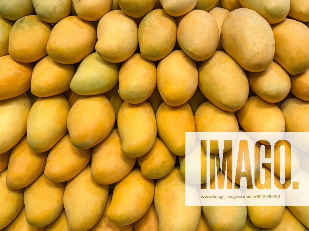 A vibrant and appetizing display of ripe yellow mangos, stacked closely in a pattern. The tropical fruits shine with freshness, inviting thoughts of sweet indulgence and exotic flavors Model Released IrinaChetverikova_ID28611_844326_001