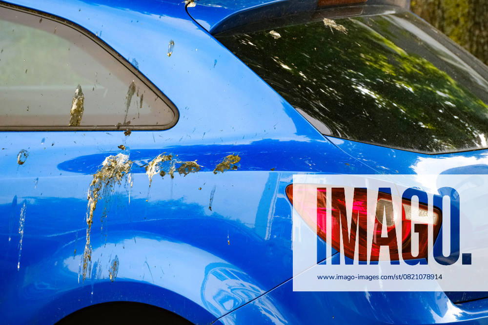 Düsseldorf 31.05.2025 Taubendreck Vogeldreck Taubenkot Vogelkot Vogelkacke Taubenkacke Baumparker Parken unter Baum Autolack Lack KFZ Auto PKW Autowäsche Waschanlage Reinigung Lackschaden Autoversicherung KFZ-Versicherung Kaskoversicherung Vollkasko Teilkasko Lackschaden Düsseldorf Nordrhein-Westfalen Deutschland