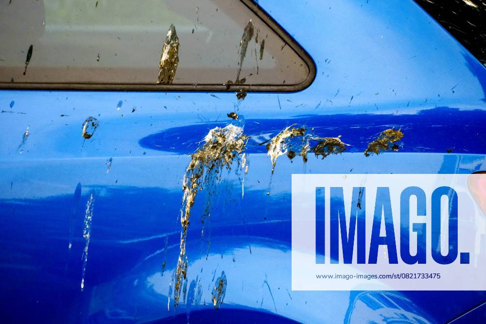 Düsseldorf 31.05.2025 Taubendreck Vogeldreck Taubenkot Vogelkot Vogelkacke Taubenkacke Baumparker Parken unter Baum Autolack Lack KFZ Auto PKW Autowäsche Waschanlage Reinigung Lackschaden Autoversicherung KFZ-Versicherung Kaskoversicherung Vollkasko Teilkasko Lackschaden Düsseldorf Nordrhein-Westfalen Deutschland