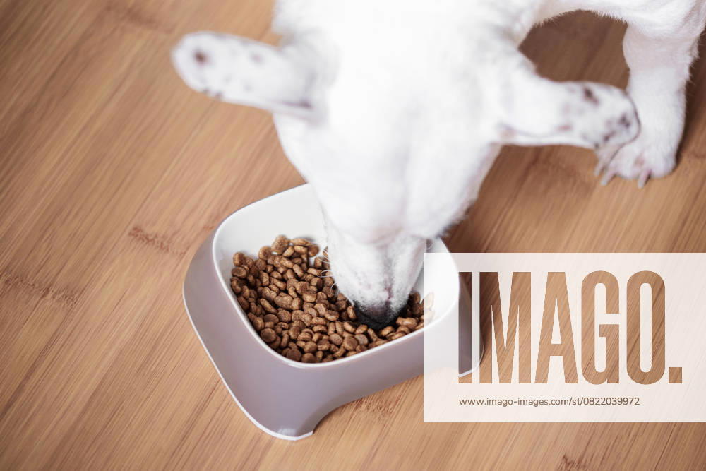 Ein weißer Hund frisst Trockenfutter aus einem Napf A white dog eats dry food from a bowl. Healthy food for dogs. (License=RF)