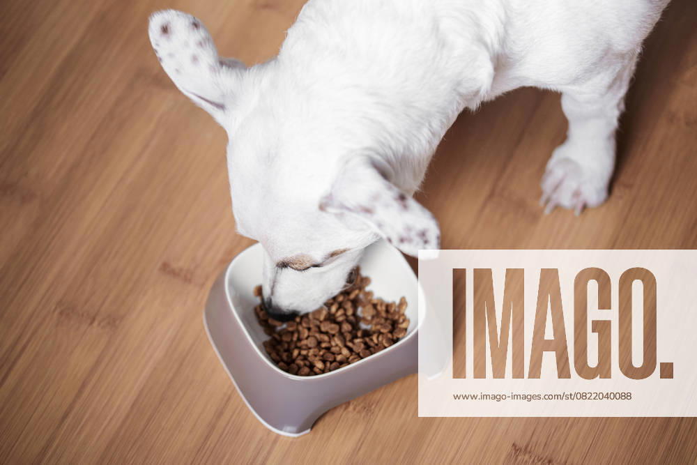 Ein weißer Hund frisst Trockenfutter aus einem Napf A white dog eats dry food from a bowl. Healthy food for dogs. (License=RF)