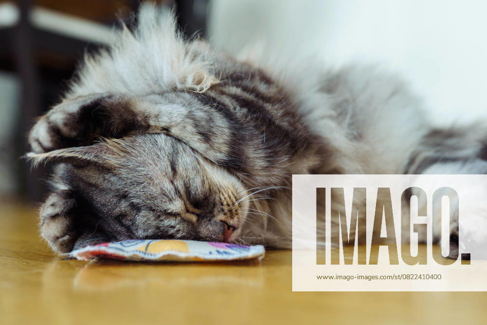 Katze spielt mit Stimulationskissen mit Baldrian Domestic fluffy gray cat plays with stimulating pad with valerian. Diversity of pet life with smells, toys (License=RF) ,model released, Symbolfoto