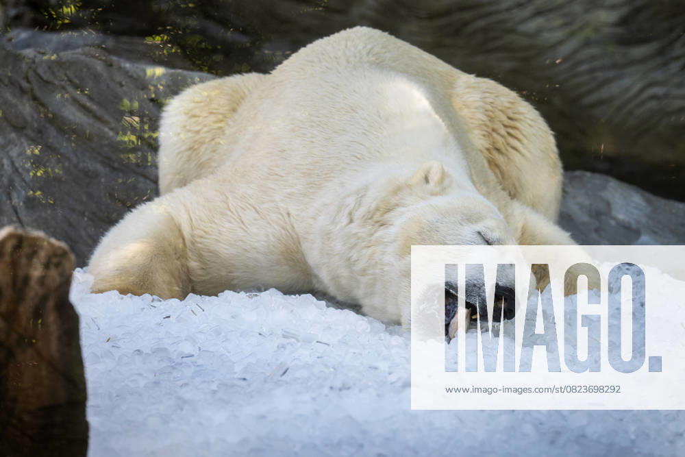 Bilder des Jahres 2025, Entertainment 07 Juli Entertainment Themen der Woche KW27 Ice cubes chill polar bears (Ursus maritimus) at the Prague Zoo, Czech Republic, on July 1, 2025. (CTKxPhoto MichaelaxRihova) CTKPhotoP2025070102835 CTKPhotoP2025070102835