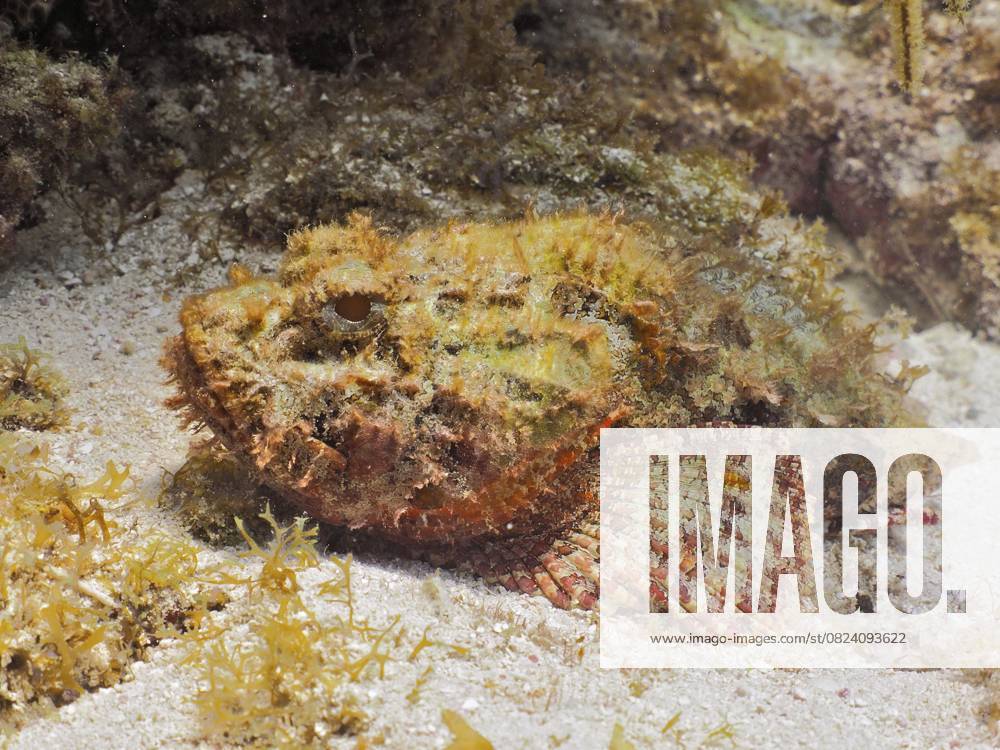 Großer Roter Drachenkopf (Scorpaena scrofa) Red scorpionfish (Scorpaena scrofa)