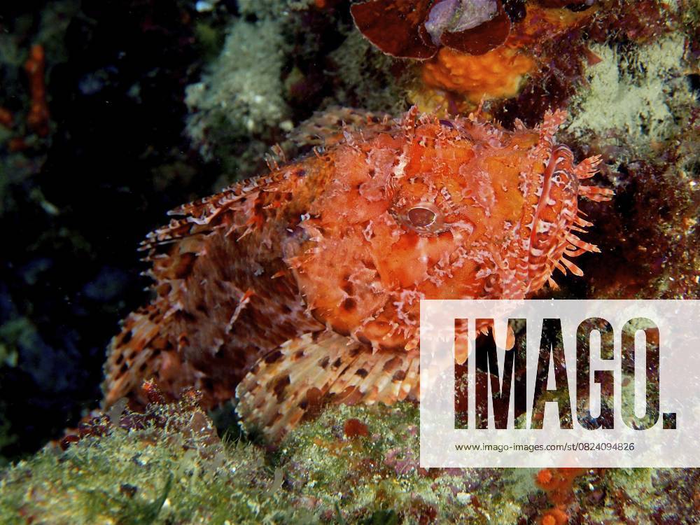Großer Roter Drachenkopf (Scorpaena scrofa) Red scorpionfish (Scorpaena scrofa)