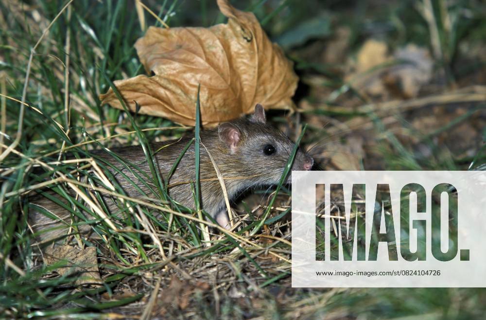 Wanderratte (Rattus norvegicus) Norway rat (Rattus norvegicus)