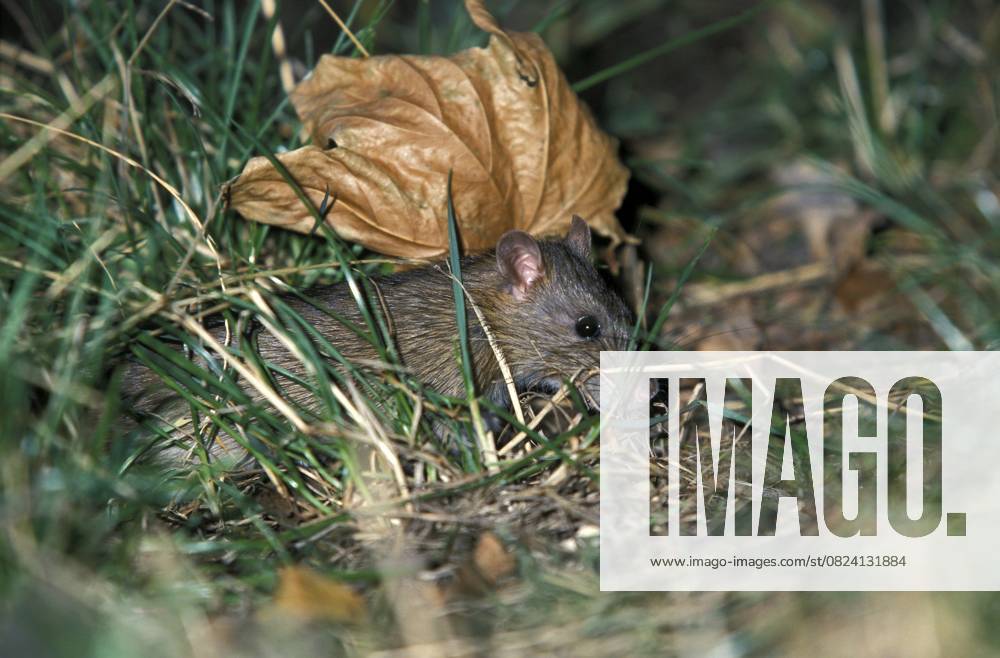 Wanderratte (Rattus norvegicus) Norway rat (Rattus norvegicus)