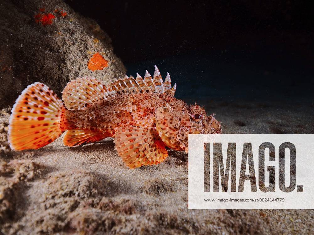 Großer Roter Drachenkopf (Scorpaena scrofa) Red scorpionfish (Scorpaena scrofa)
