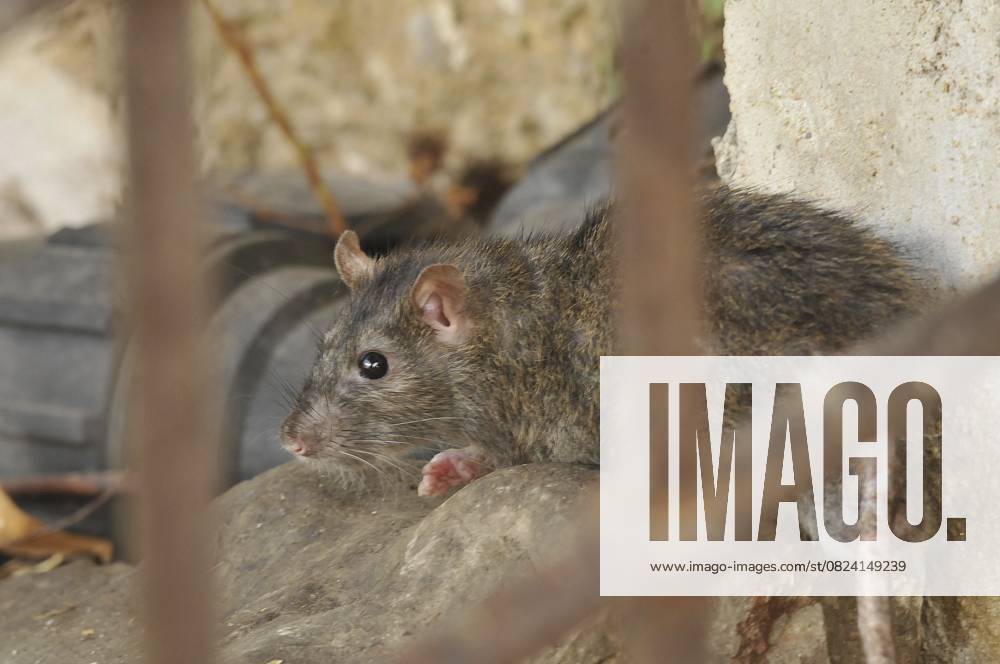 Wanderratte (Rattus norvegicus) Norway rat (Rattus norvegicus)