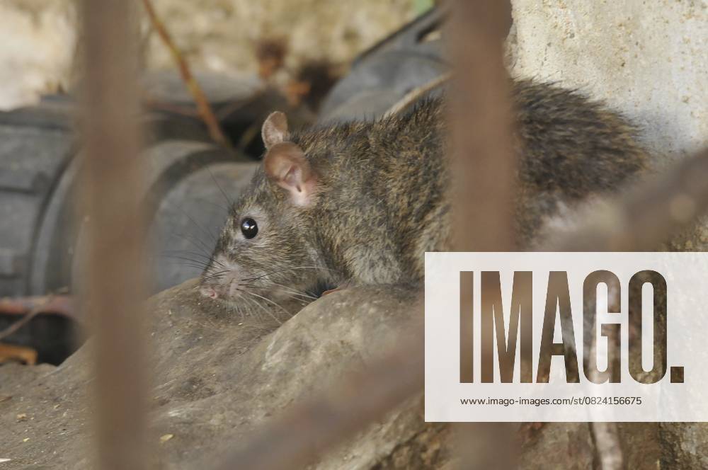 Wanderratte (Rattus norvegicus) Norway rat (Rattus norvegicus)