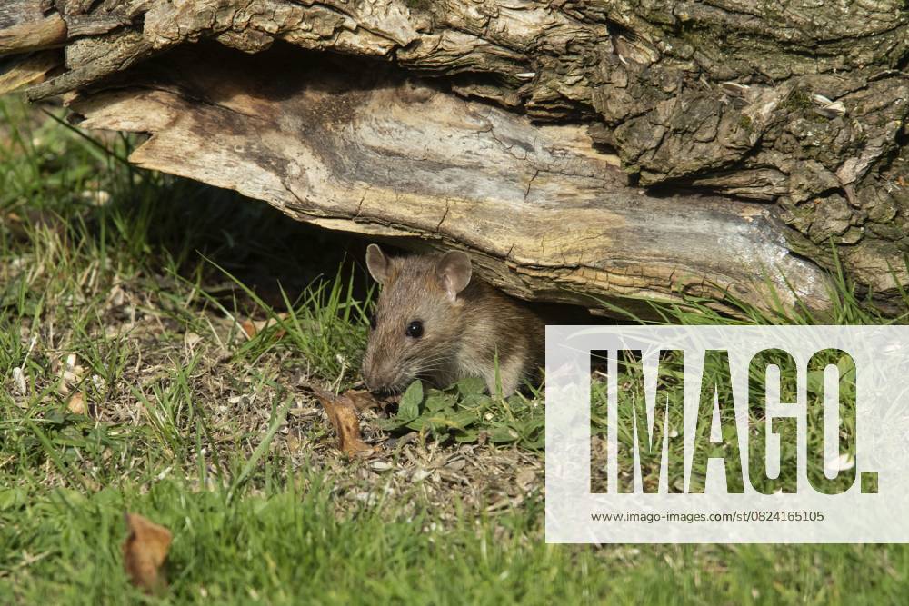 Wanderratte (Rattus norvegicus) Norway rat (Rattus norvegicus)